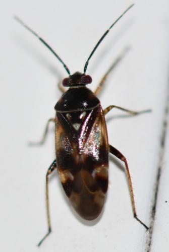 Réf. 267 470 : Orthops sp.